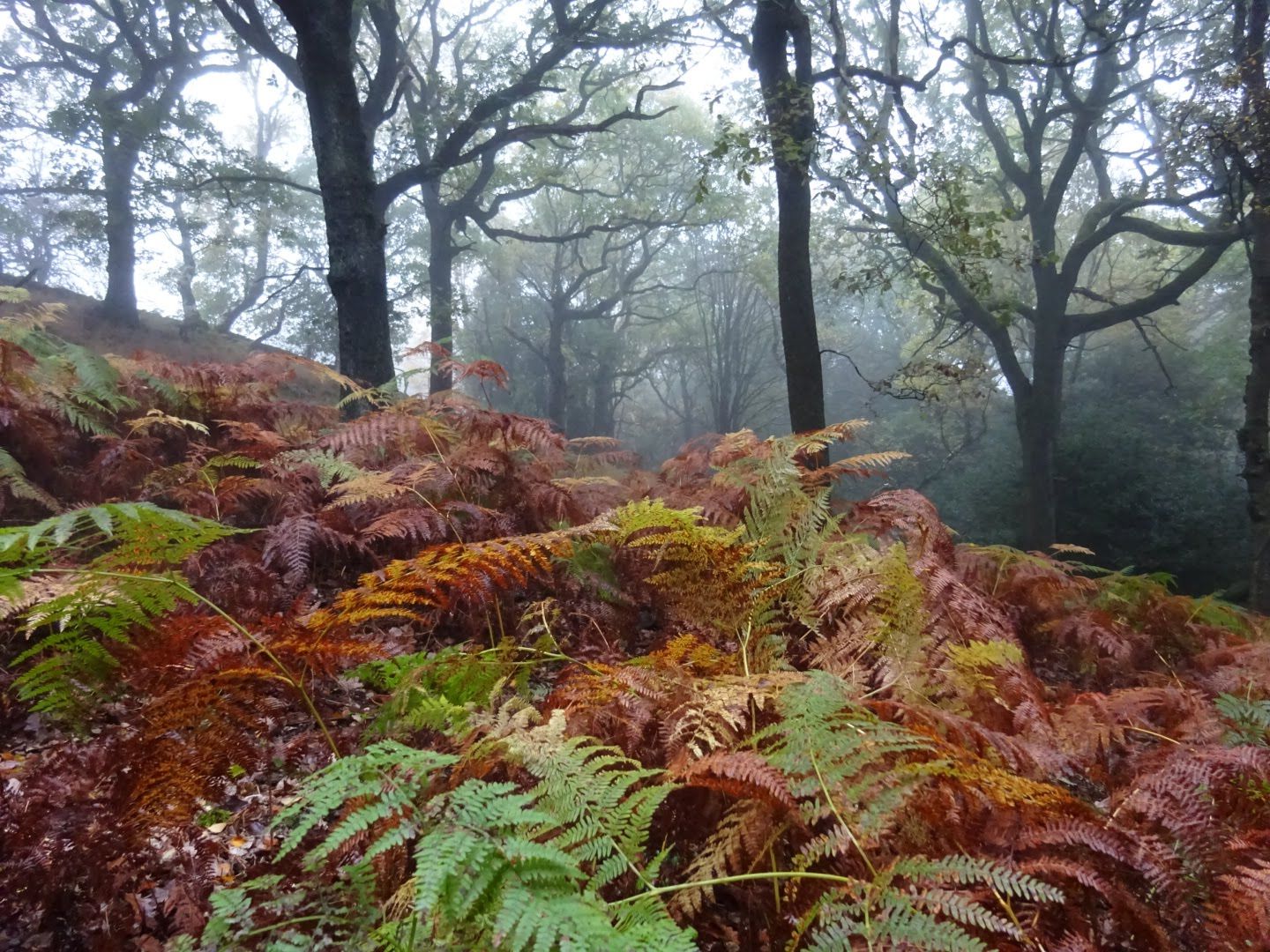 Broadhead Clough